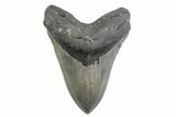 Serrated, Fossil Megalodon Tooth - North Carolina #378070-1
